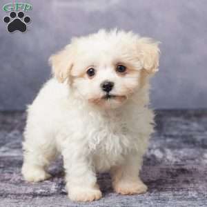 Russ, Havachon Puppy